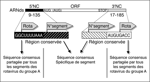 John Libbey Eurotext  Virologie  Génétique des rotavirus