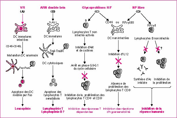 John Libbey Eurotext - Virologie - Measles Virus Infection As A Model ...