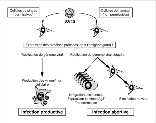 John Libbey Eurotext  Virologie  Oncogenèse et cycle biologique des virus