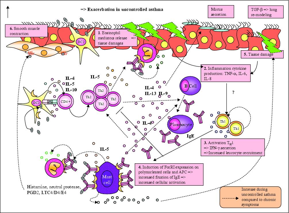 Mechanism Of Asthma