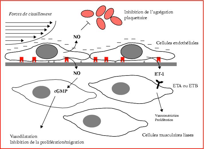 Cellules Endothéliales; Cellule Endotheliale; Cellule Endotheliale ...