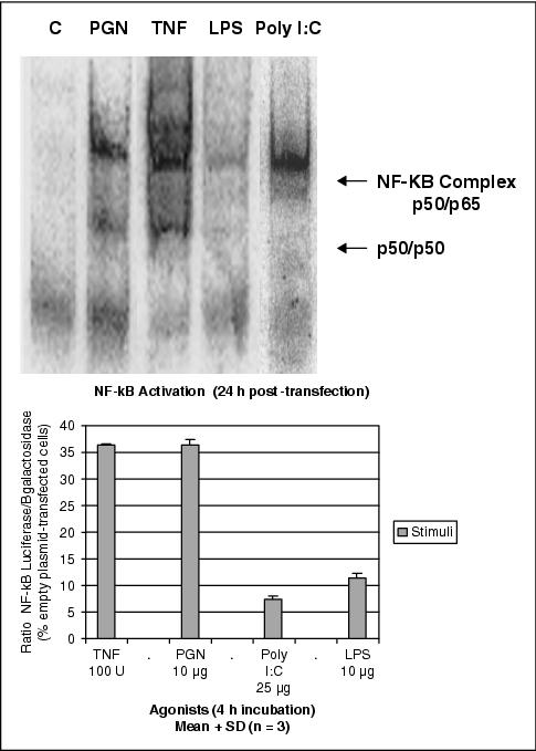 John Libbey Eurotext European Journal Of Dermatology Expression Subcellular Localization And Cytokinic Modulation Of Toll Like Receptors Tlrs In Normal Human Keratinocytes Tlr2 Up Regulation In Psoriatic Skin