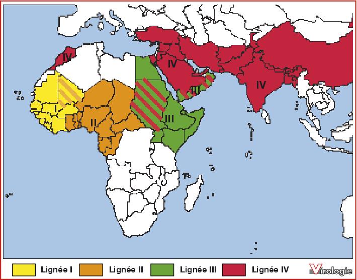 John Libbey Eurotext - Virologie - Infections à Morbillivirus Chez Les ...