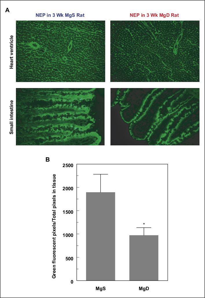 John Libbey Eurotext Magnesium Research Neutral Endopeptidase Inhibition Enhances Substance P Mediated Inflammation Due To Hypomagnesemia