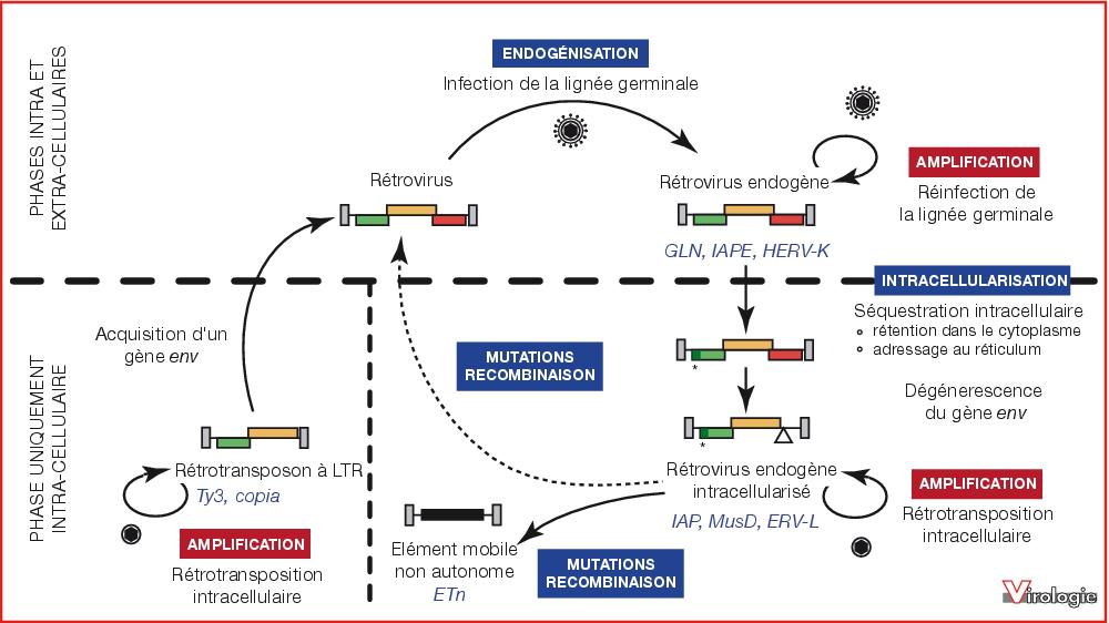 Rétrovirus Endogènes; Endogenous Retrovirus; Endogenous Retrovirus ...