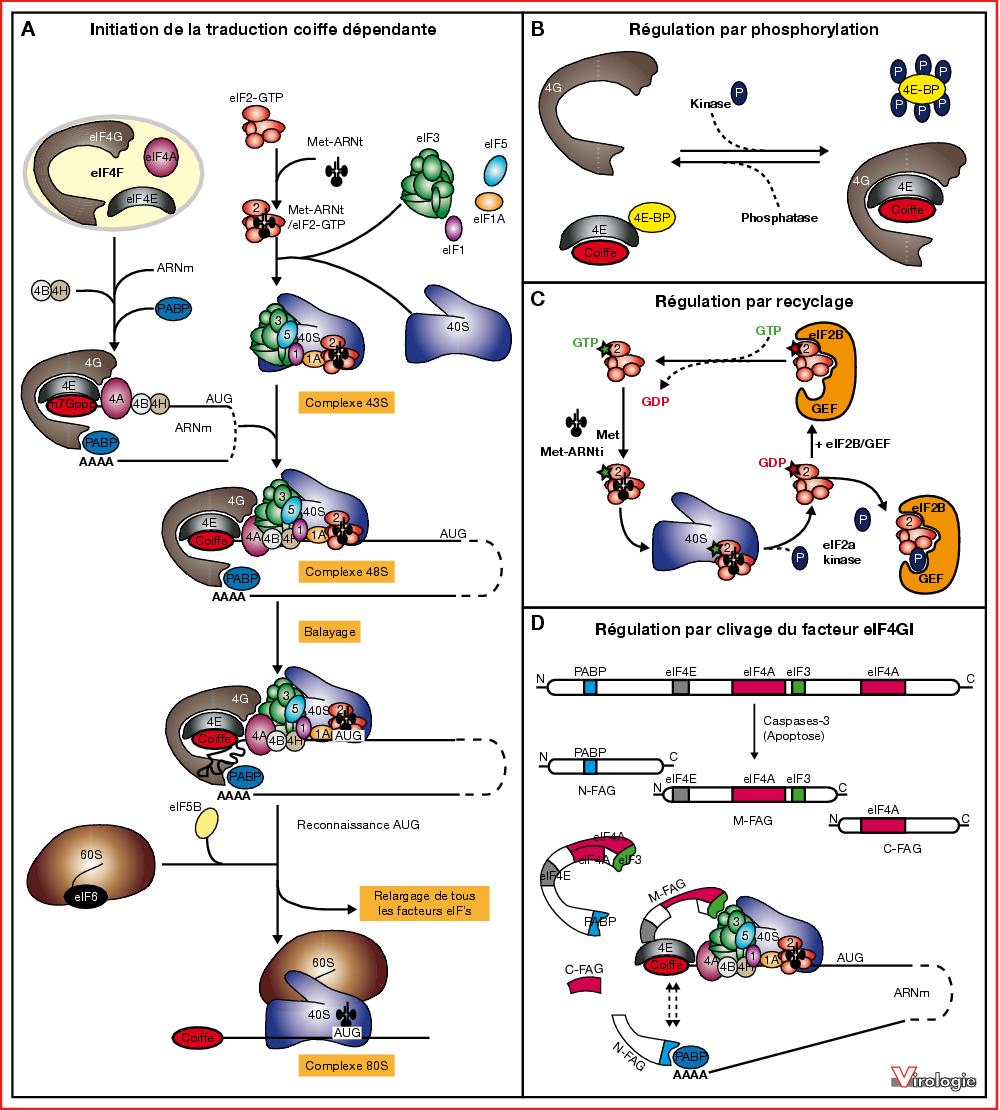 John Libbey Eurotext Virologie Le rôle des IRES dans l initiation