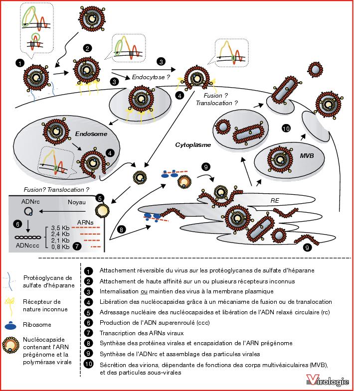 John Libbey Eurotext - Virologie - Entrée Du Virus De L'hépatite B