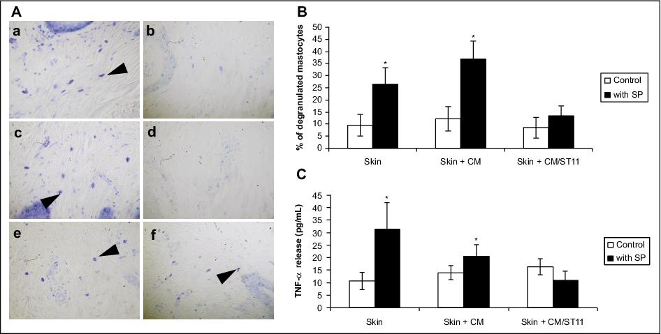 John Libbey Eurotext European Journal Of Dermatology Lactobacillus Paracasei Cncm I 2116 St11 Inhibits Substance P Induced Skin Inflammation And Accelerates Skin Barrier Function Recovery In Vitro