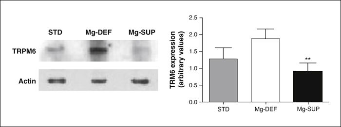 John Libbey Eurotext Magnesium Research Dietary Mg 2 Regulates The Epithelial Mg 2 Channel Trpm6 In Rat Mammary Tissue