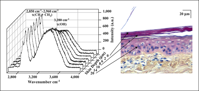 John Libbey Eurotext European Journal Of Dermatology Confocal Raman Microspectroscopy Of The Skin