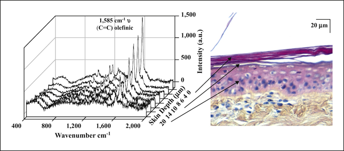 John Libbey Eurotext European Journal Of Dermatology Confocal Raman Microspectroscopy Of The Skin