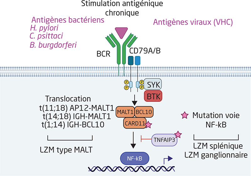 Jle H Matologie Btki Treatment In Mzl