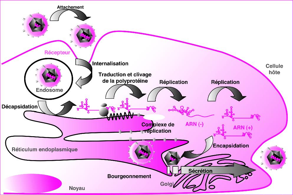 Viral Cycle