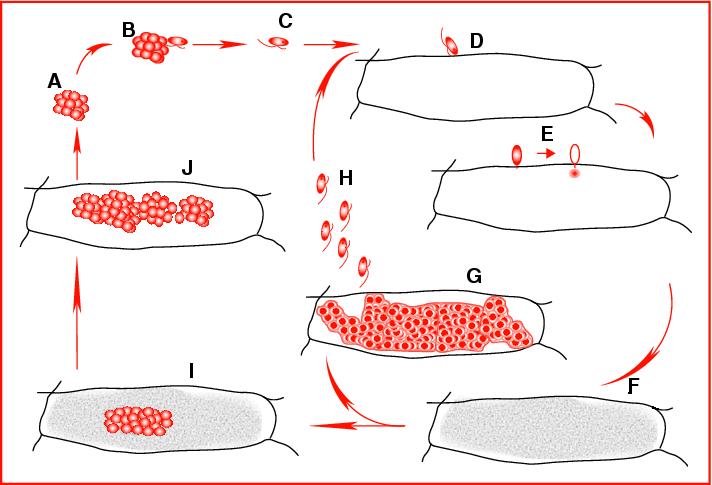 Polymyxa Betae