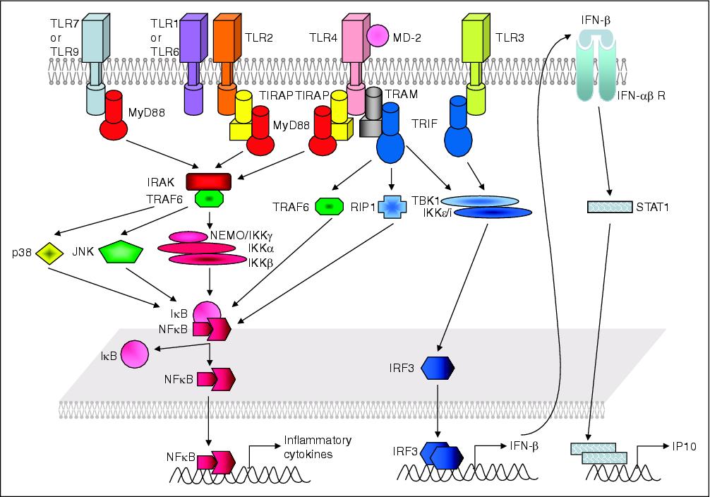 Tlr4 Signalling Pathway