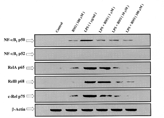 John Libbey Eurotext European Cytokine Network L Buthionine S R Sulfoximine An Irreversible Inhibitor Of Gamma Glutamylcysteine Synthetase Augments Lps Mediated Pro Inflammatory Cytokine Biosynthesis Evidence For The Implication Of An Ikappab