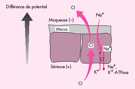 diagramme de différence de potentiel