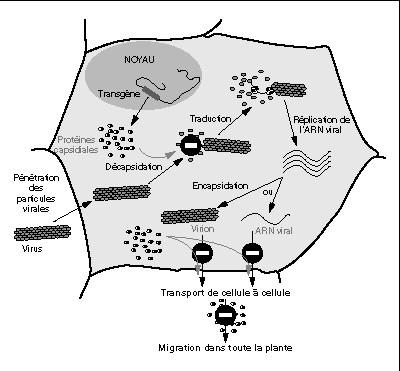 John Libbey Eurotext Virologie Mecanismes De Resistance Aux Virus Dans Les Plantes Transgeniques