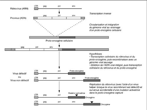 John Libbey Eurotext Virologie Oncogenese Et Cycle Biologique Des Virus