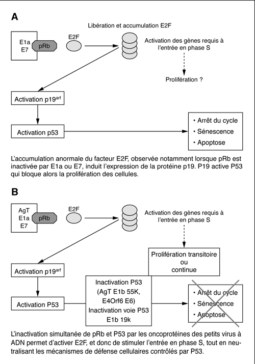 John Libbey Eurotext Virologie Oncogenese Et Cycle Biologique Des Virus