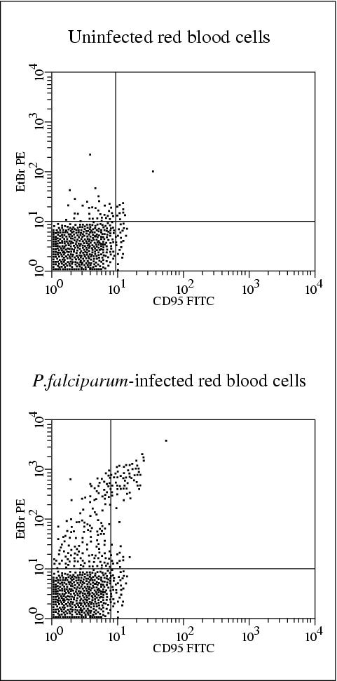 John Libbey Eurotext European Cytokine Network Natural Killer Nk Cell Mediated Cytolysis Of Plasmodium Falciparum Infected Human Red Blood Cells In Vitro