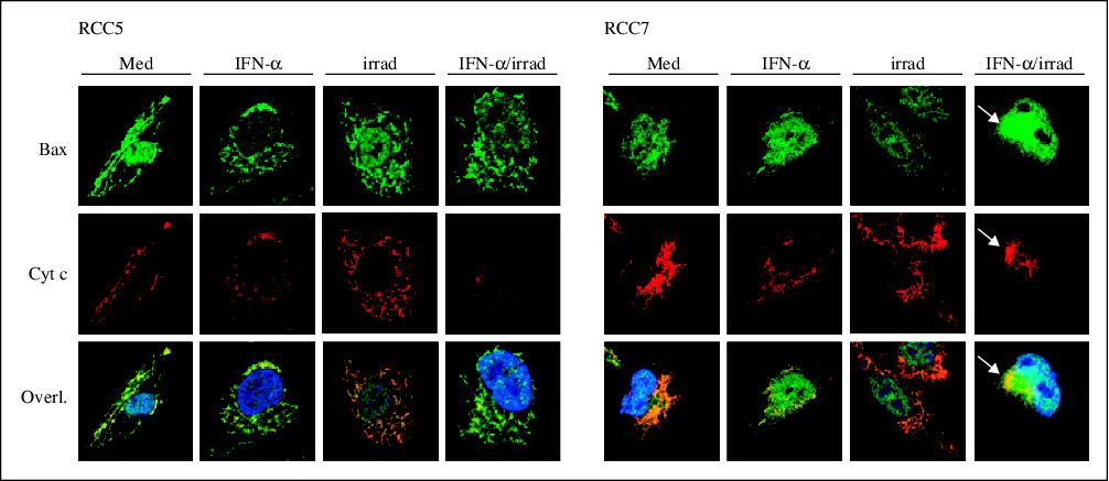 John Libbey Eurotext European Cytokine Network The Sensitivity Of Renal Cell Carcinoma Cells To Interferon Alpha Correlates With P53 Induction And Involves Bax