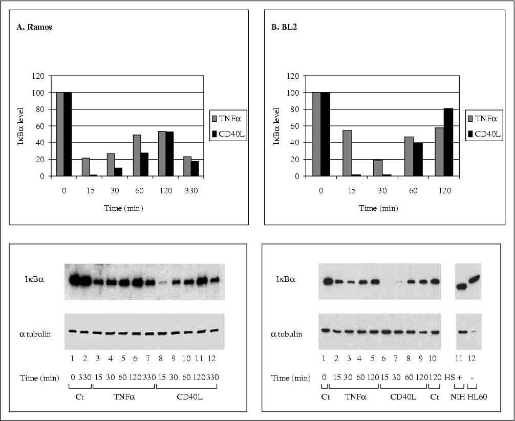 John Libbey Eurotext European Cytokine Network Differential Effects Of Tumor Necrosis Factor A And Cd40l On Nf Kb Inhibitory Proteins Ikba B And E And On The Induction Of The Jun Amino Terminal