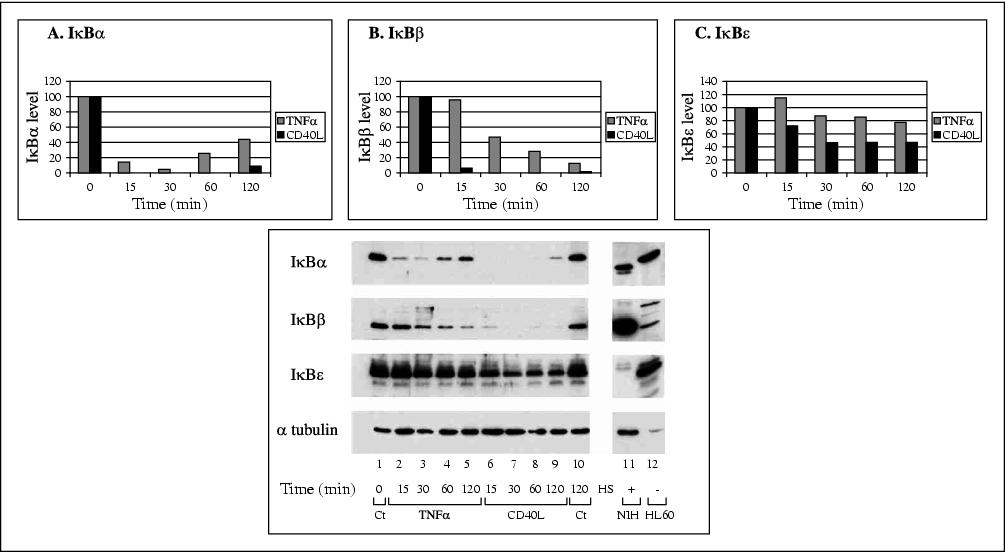 John Libbey Eurotext European Cytokine Network Differential Effects Of Tumor Necrosis Factor A And Cd40l On Nf Kb Inhibitory Proteins Ikba B And E And On The Induction Of The Jun Amino Terminal