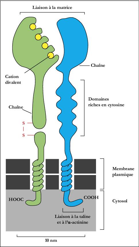 Intégrine; recepteur proteine adhesion cellulaire