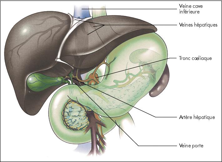 Cavernome Portal Imagerie