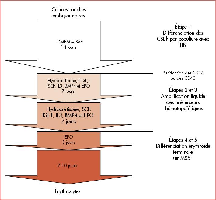 John Libbey Eurotext Hematologie Principaux Enjeux De La Production De Cellules Hematopoietiques A Partir De Cellules Souches Embryonnaires Humaines