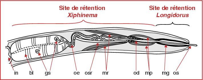 John Libbey Eurotext Virologie Transmission Des Nepovirus Par Les Nematodes Longidoridae