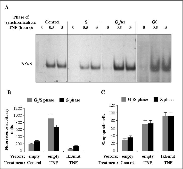 John Libbey Eurotext European Cytokine Network Tnf Triggers Mitogenic Signals In Nih 3t3 Cells But Induces Apoptosis When The Cell Cycle Is Blocked