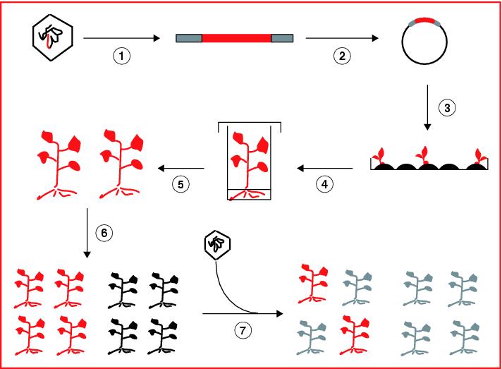 John Libbey Eurotext Virologie Les Plantes Transgeniques Et La Lutte Contre Les Virus Phytopathogenes Etat De L Art Et Perspectives