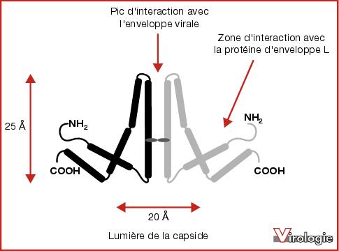 pédimètre