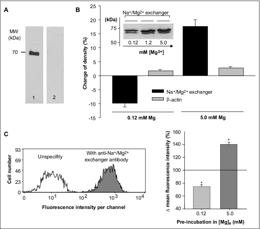 John Libbey Eurotext Magnesium Research Rumen Epithelial Cells Adapt Magnesium Transport To High And Low Extracellular Magnesium Conditions