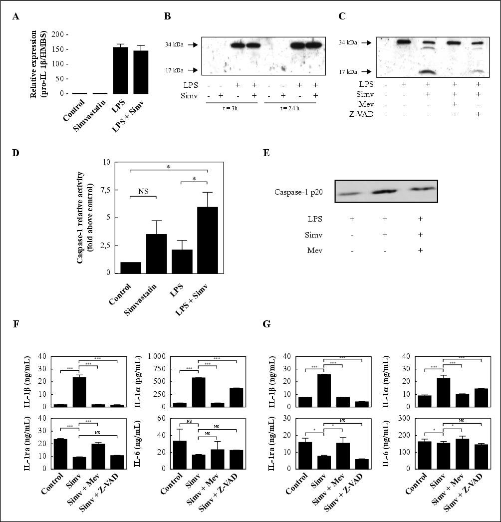 John Libbey Eurotext European Cytokine Network Pharmacological Inhibitors Of The Mevalonate Pathway Activate Pro Il 1 Processing And Il 1 Release By Human Monocytes