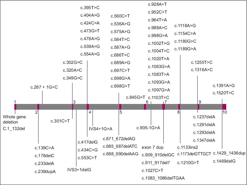 John Libbey Eurotext European Journal Of Dermatology Clinical And Molecular Genetic Aspects Of Hereditary Multiple Cutaneous Leiomyomatosis