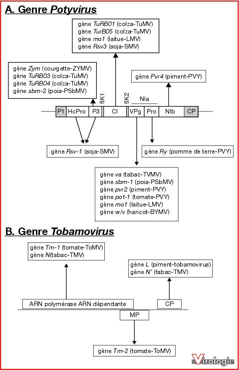 John Libbey Eurotext Virologie L Adaptation Des Virus De Plantes Aux Resistances Varietales