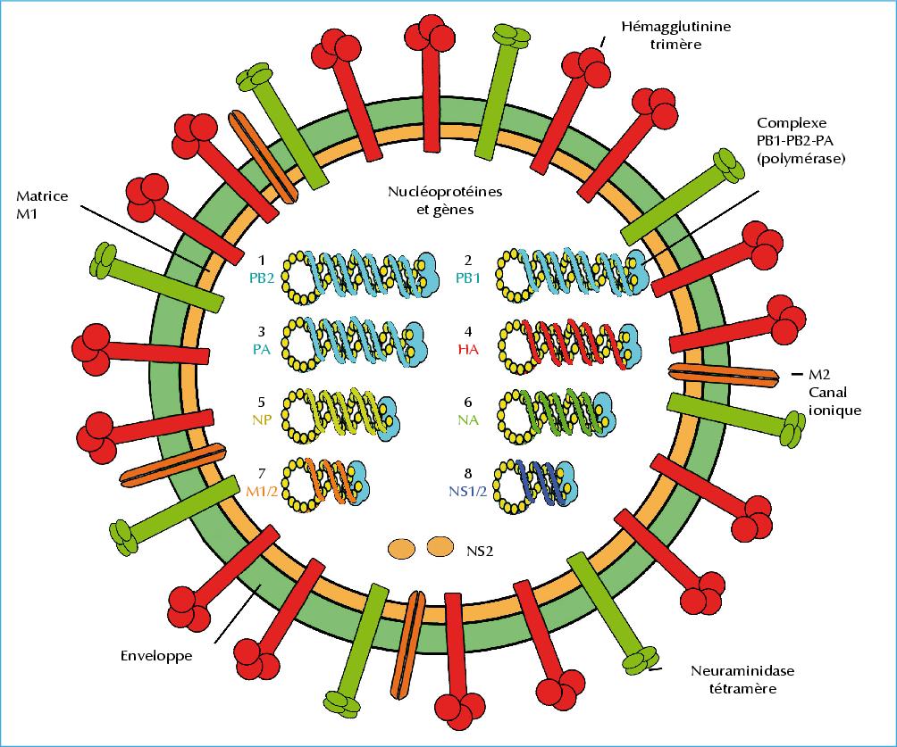 Sintético 100+ Foto La Influenza Es Un Virus O Una Bacteria Cena Hermosa