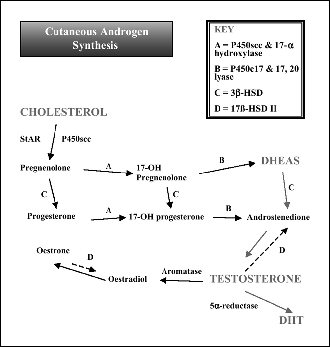 John Libbey Eurotext European Journal Of Dermatology Pathways To Inflammation Acne Pathophysiology