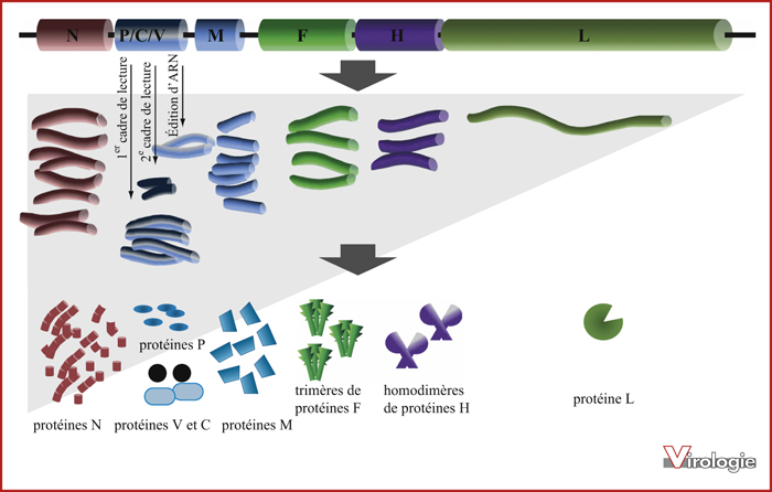 John Libbey Eurotext Virologie L Etude De La Maladie De Carre Chez Ses Hotes Naturels Un Modele De Pathogenese Morbillivirale