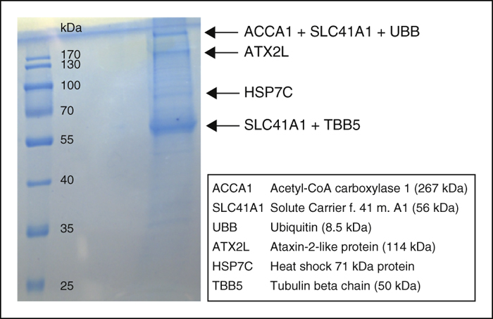 John Libbey Eurotext Magnesium Research Nature Of Slc41a1 Complexes Report On The Split Ubiquitin Yeast Two Hybrid Assay