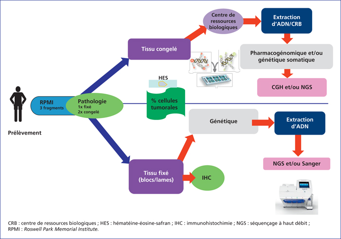 John Libbey Eurotext Innovations Therapeutiques En Oncologie The Molecular Biology Board Mbb Of The Institut Curie