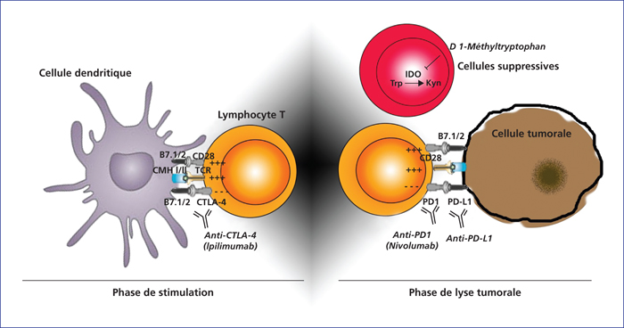 JLE - Innovations & Thérapeutiques En Oncologie - Cibler Les Mécanismes ...