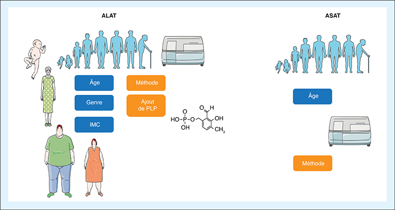 JLE - Annales De Biologie Clinique - Valeurs Usuelles Des Transaminases ...