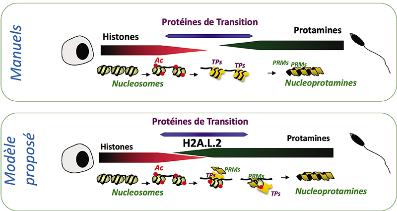 John Libbey Eurotext Médecine De La Reproduction Transformation Du Nucléosome En 