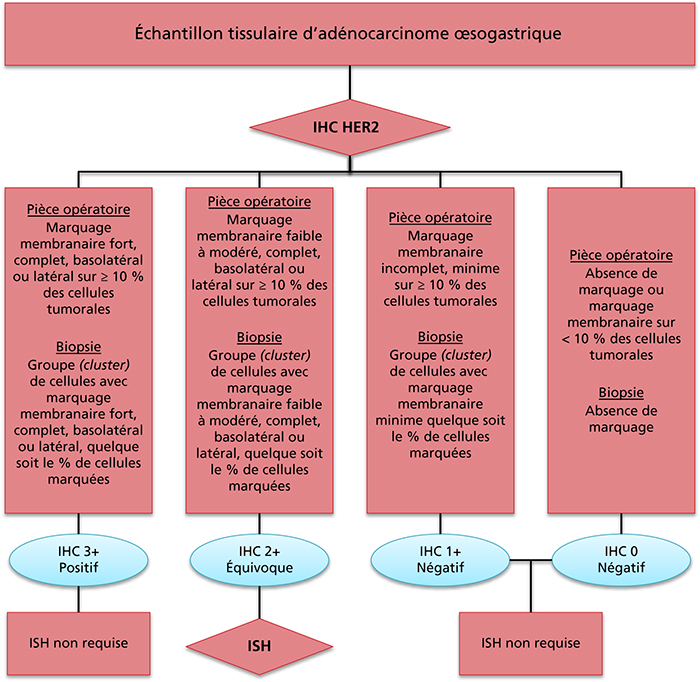 Jle H Pato Gastro Oncologie Digestive Traitements Personnalis S